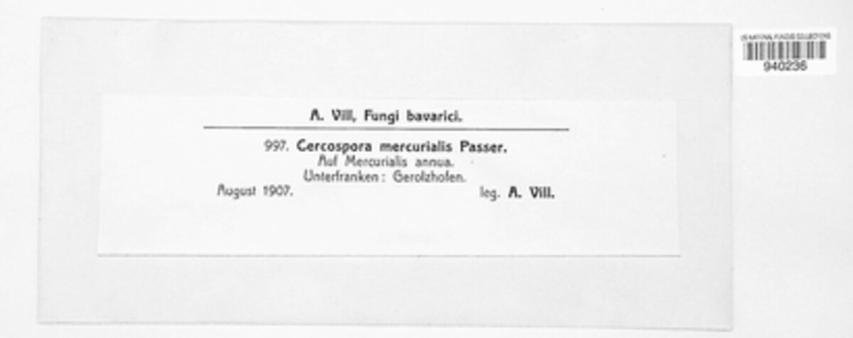 Cercospora mercurialis image